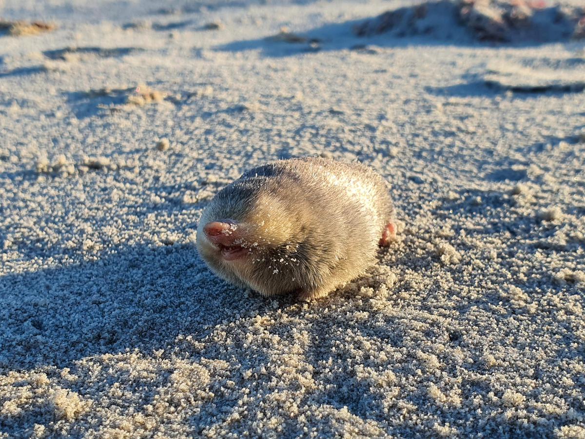 Animaux : disparue depuis 87 ans, la « taupe dorée » repérée en Afrique du Sud
